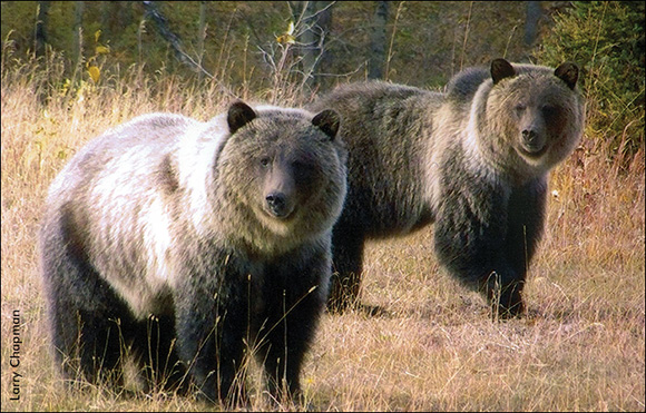 High Country Grizzly Bears