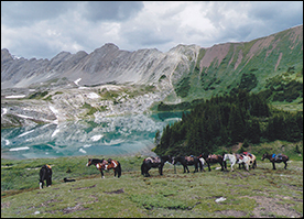 Rocky Mountain Adventures Horses
