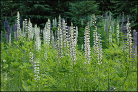 Vegetation in the Alberta Rockies